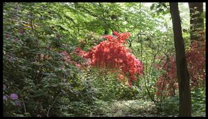 Hancock Woodlands
