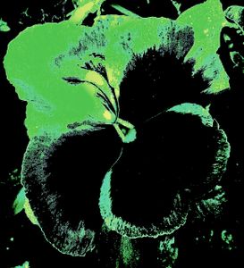 Pansy 3