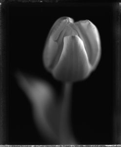Tulip