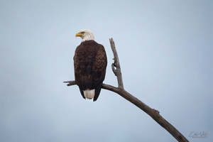 Mature Bald Eagle on a Tree