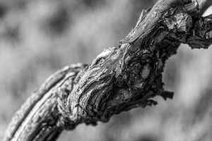 and old grapevine