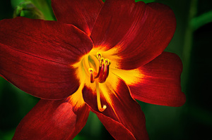 Day Lily Close-up