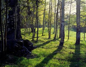 Aspens and Meadow, Canjillon Lakes, North.