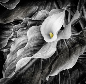 Calla on a Sea of Leaves