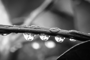 Raindrops on the lemon tree