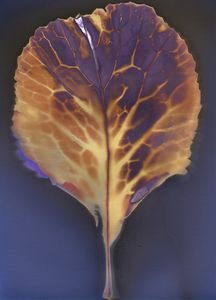 Leaf on Arista RC - © Erin McGuire