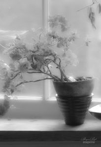 Flowers 01