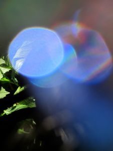 Photosynthesis