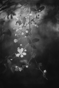 Blackberry Blossoms
