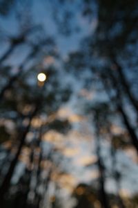 Woods in the Sunset