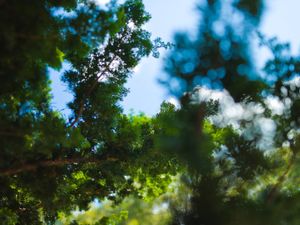 Trees | This project was borne, not from an artist's statement but from the inspiration of the passage entitled 'Trees' from "Wandering" by Herman Hesse. © Matthew Arnold