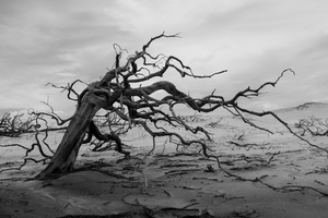 Dead Forest at Lençois Maranhenses National Park