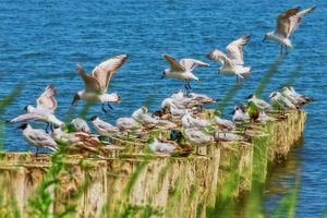 Search for a Landing Place