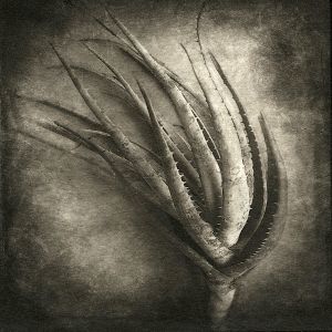aloe© Gary