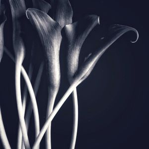 Calla Lilies