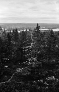 Lapponia