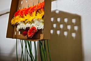 Gerber daisies