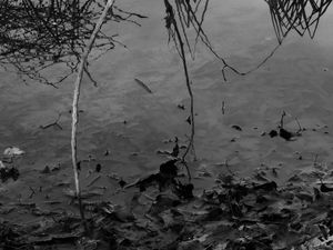 Wet Leaves #9