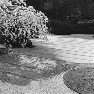 Cherry Blossoms, Japanese Garden Portland