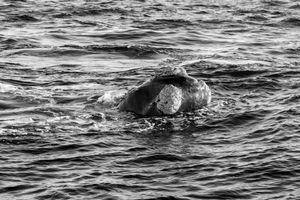 Whale BYN
