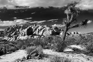 Joshua Tree National Park | California.