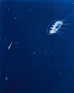 Jellyfish, Little Float
