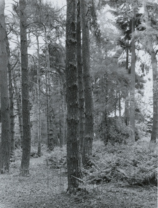 Trees in Storm, Lickey Hills