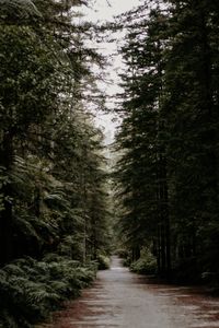 The Redwoods Path