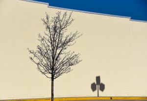 This is a bare tree next to a light tree in a parking  lot. I liked the shadow and the plane background.