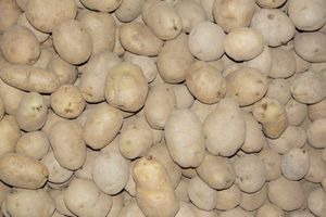 Potatoes