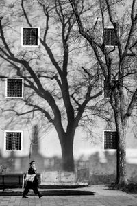 The Shadow of the Tree