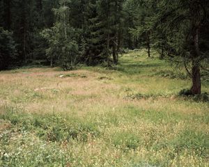 Meadow #4, inkjet print, 60"x75"
