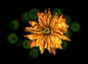 Chrysanth and some Green Things