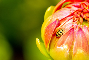 Lady Bug on flower
