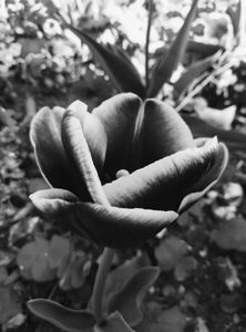 Tulip 17