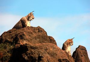 The lynx's sight