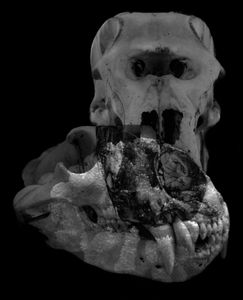 Nature Morte 10