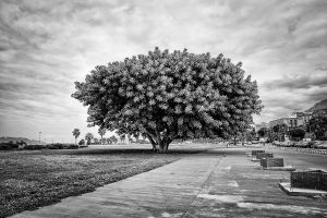 Ficus. Palermo, 2013.