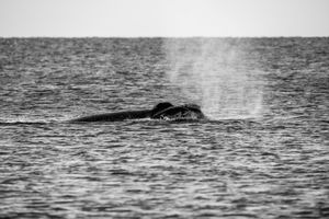 Whale BYN