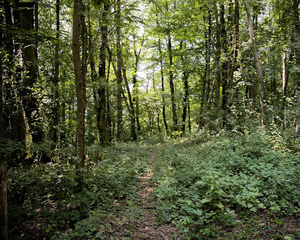 Ciociaria, Wood