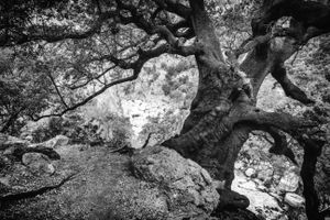 From Genna Silana to Gole Su Gorropu, July 2014