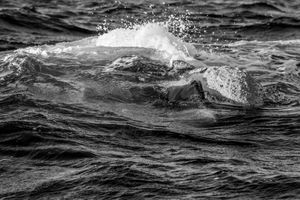 Whale BYN