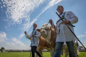 The Cattle Parade