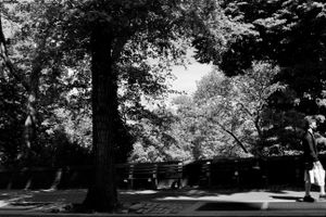 Walking under the trees