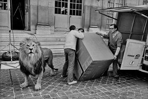 Lion