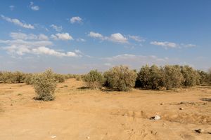 Shrubs at the outskirts of Azraq. Jordan is dominated by desert conditions and it’s a challenging environment for the Syrian refugees who have established an impromptu camp. © David Brunetti