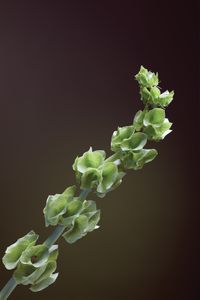 Metamorphosis_10