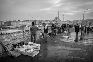 Live Fish for Sale