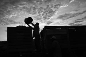 Dumping chiles into the crates. © Joseph Sorrentino