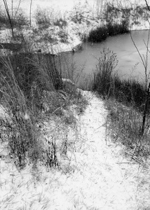 The Pond Project #29